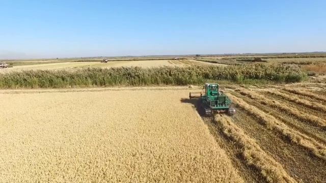 Уборка риса в Краснодарском крае, весь процесс по уборке смотреть онлайн