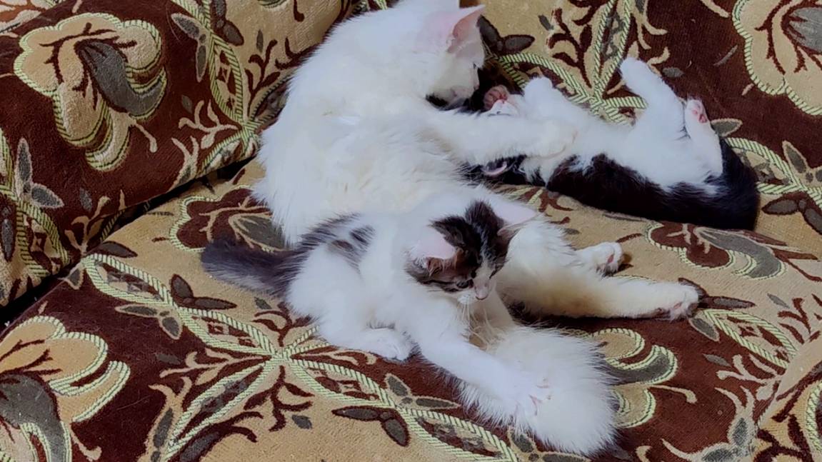 Веселая кошачья семья. Мама-кошка и котята отдыхают. смотреть онлайн