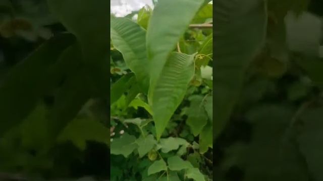 น้อยหน่าบิลิบ้า (อเมริกาใต้) #video #viralvideo #viral #viralshort смотреть онлайн