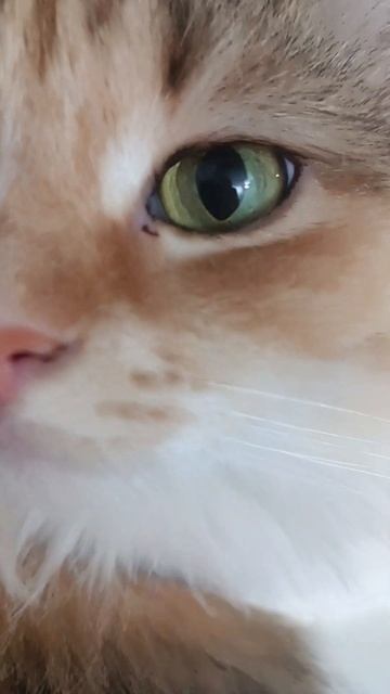 КОШАЧИЙ ГЛАЗ #cat #catlover смотреть онлайн
