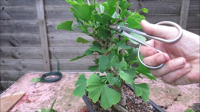 Pre Bonsai Gingko Biloba Maidenhair Tree Update June 2018 смотреть онлайн