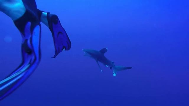 Oceanic whitetip shark - Elphinstone Red Sea смотреть онлайн