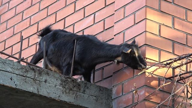 #АНАПА Козы на балконе 🦌 LIVE 252 смотреть онлайн
