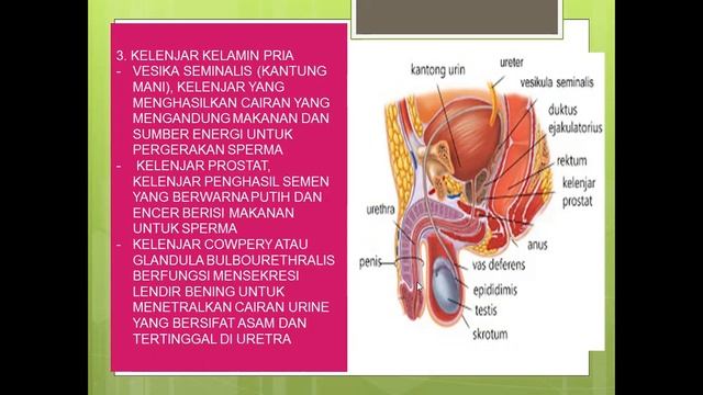 ORGAN REPRODUKSI PRIA BESERTA FUNGSINYA смотреть онлайн