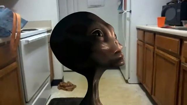 Today a ellena got into are house we left are door open and a ellena got im so we had to get I out смотреть онлайн