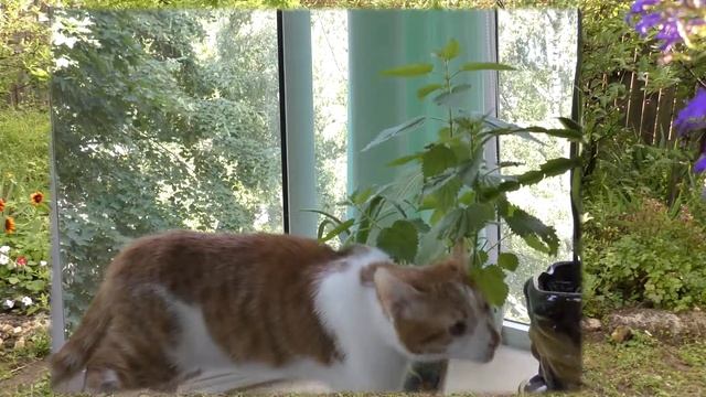 Он ее кусь, а она ему-  брысь!