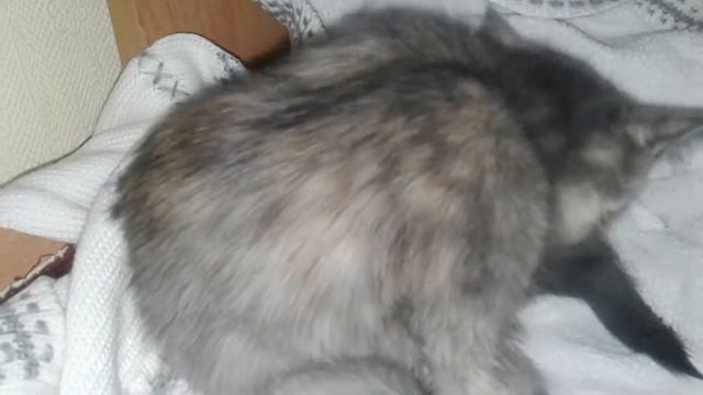 Помыла пончика