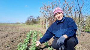 Дом на юге | Вот это горох!| Цветы на родительский день