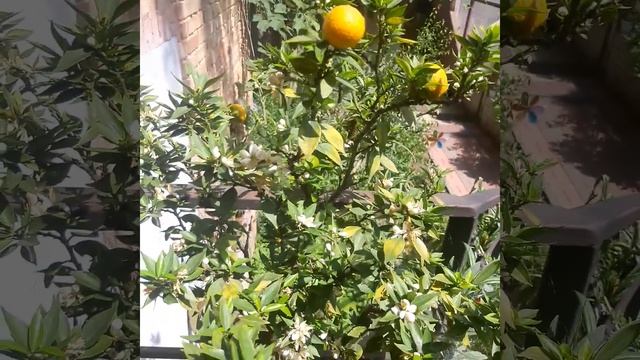 Citrus airantium myrtifolia Chinotto blooms in pot. Померанец миртолистный Чинотто цветёт в горшке. смотреть онлайн