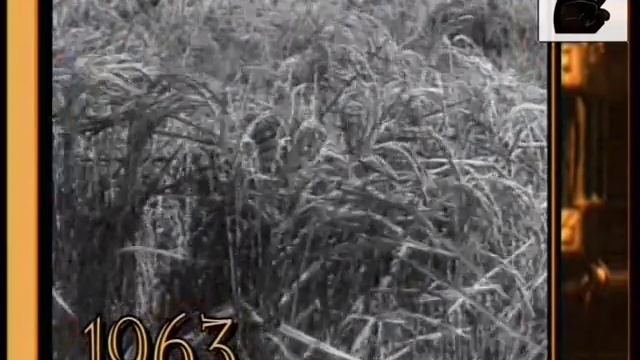 Киногазета. смотреть онлайн