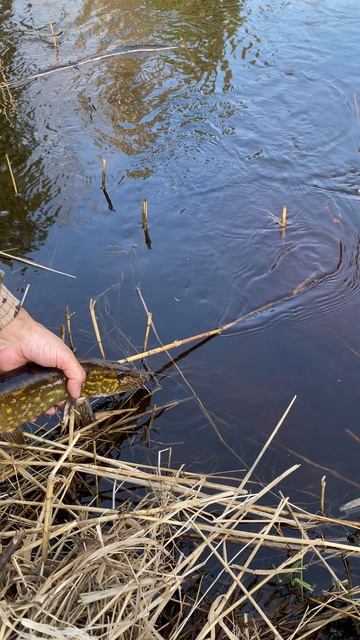 Лови и отпускай! смотреть онлайн