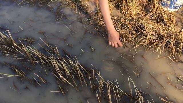 Girl Amazing Beautiful Girls   How To Fishing At Battambang   Cambodia Traditional Fishing