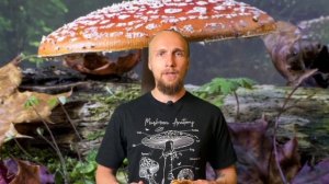 🍄Микродозинг красного мухомора. В чем суть?