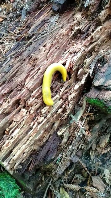 Banana Slug High School Trail Felton CA 04/27/24