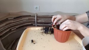 Пересадка Зефирантеса