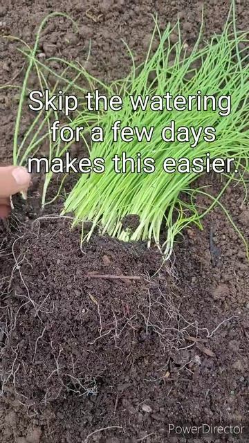 How to Grow Green Onions for New Gardener смотреть онлайн