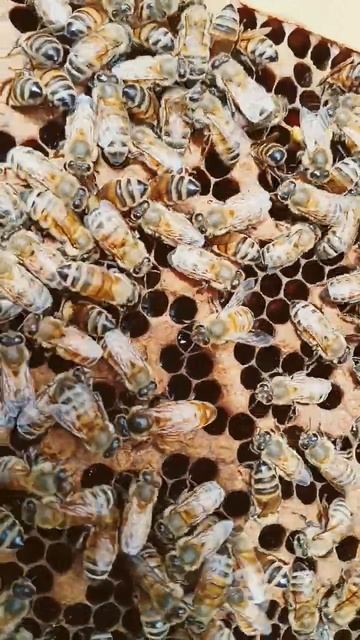 Wanna See a Queen Bee???? Well.........Here She Is!!!!!!! #bee смотреть онлайн