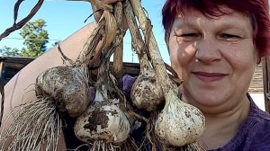 Самая первая весенняя подкормка озимого чеснока !!