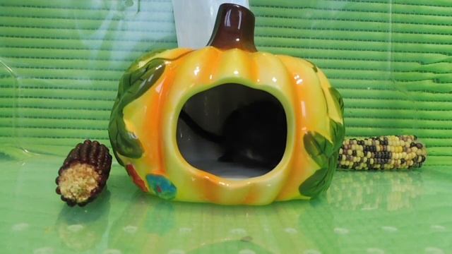 #САМКАПЕСЧАНКА ПРОДАНА #МОНГОЛЬСКИЕПЕСЧАНКИКУПЛЮПРОДАМ#МАРИМИСТИКПИТОМНИК смотреть онлайн