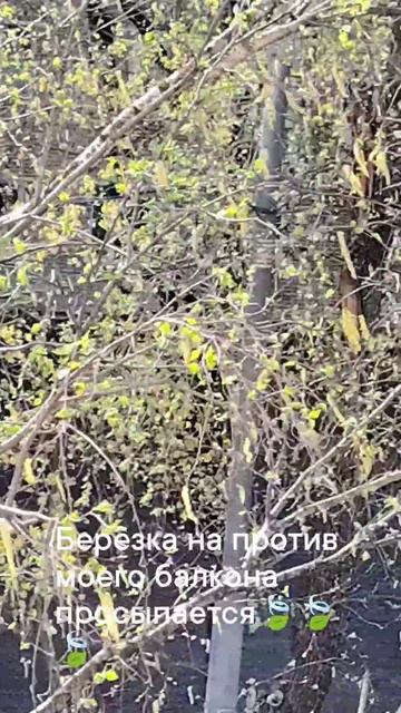 19.04 2025 год .Берёзка на против моего балкона просыпается🍃🍃🍃 смотреть онлайн