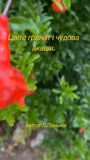 Цвіте гранат і чудова жовта акація. Остін. Техас. 20.04.2022р. смотреть онлайн
