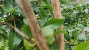 Груша Алегро .13.082023.