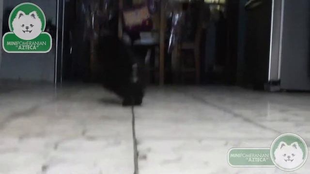 Hembras Mayo 2019 - Mini Pomeranian Azteca смотреть онлайн
