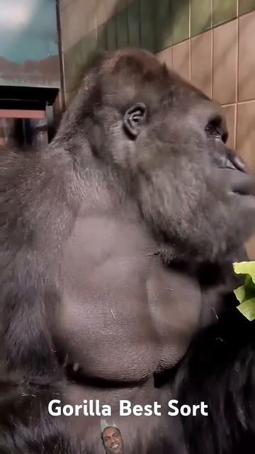 Gorilla Best Sort #gorilla #gorillas #monkey #animals #animal
