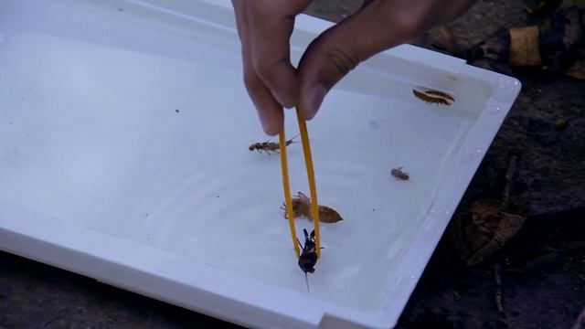 Ekologie A životní Prostředí