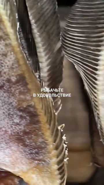 Заказывайте Мурманский вяленый ёрш. смотреть онлайн