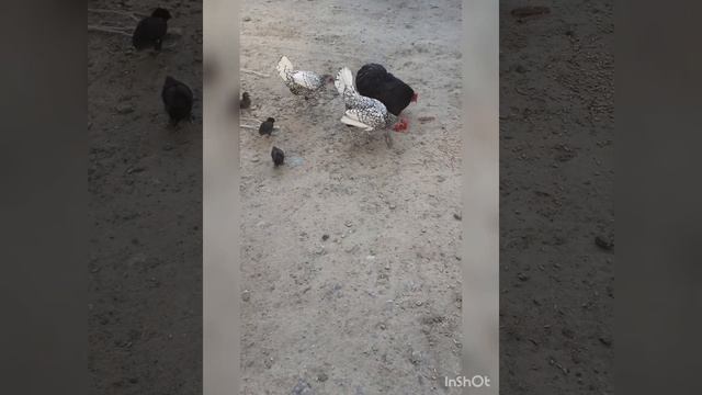 Декоративні кури