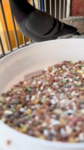促进消化吸收，强壮骨骼、补充矿物质微量元素、促进鸽乳分分泌。#养鸽人 #正品保证 #一份耕耘一份收获 #诚信 смотреть онлайн