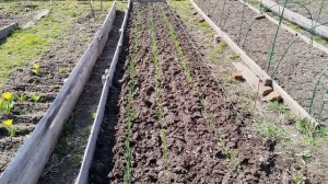 Первая подкормка чеснока и лука весной после зимы.