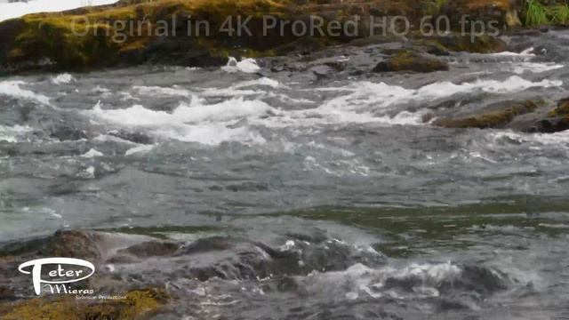 Sockeye salmon Oncorhynchus nerka moving up river 4K stock footage смотреть онлайн
