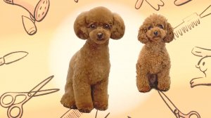 Мастерство груминга: идеальная стрижка для пуделя