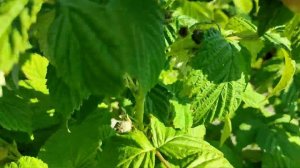 Малина жовта ремонтантна Порана роса