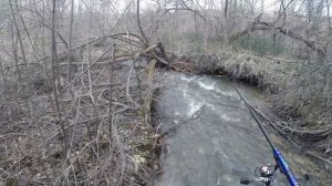 ХАРИУСЫ ИДУТ НА НЕРЕСТ Вижу ТАКОЕ Впервые! Ловлю САЧКОМ рыбу и отпускаю! Рыбалка на Хариуса в Мае!