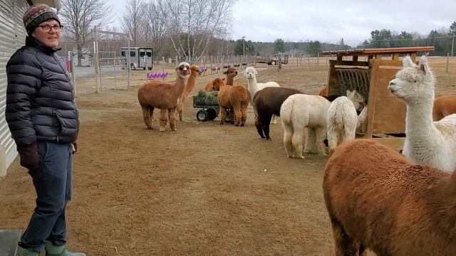 Alpaca Face of the Day, Episode 2 смотреть онлайн