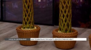 Как правильно посадить декоративную иву?