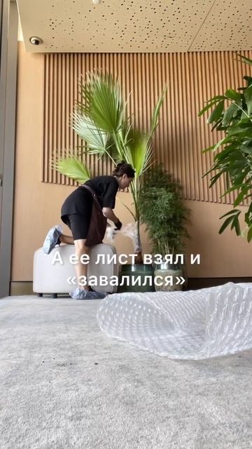 И такое бывает #пальма #озеленение #комнатныерастения #уходзарастениями #тренд #фитодизайн смотреть онлайн