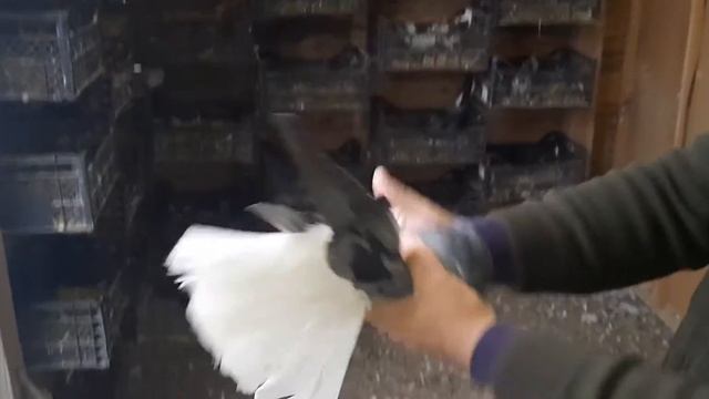 Николаевские голуби Пеева Андрея, г. Одесса смотреть онлайн