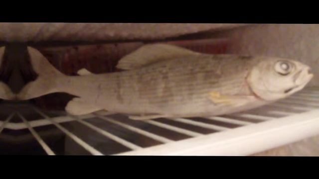 ищу пару ~ гача лайф~ мужского пола смотреть онлайн