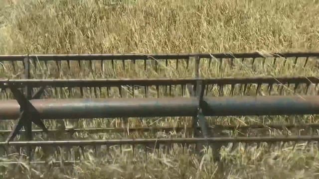 Уборка озимого ячменя,23 июня 2021 г. смотреть онлайн