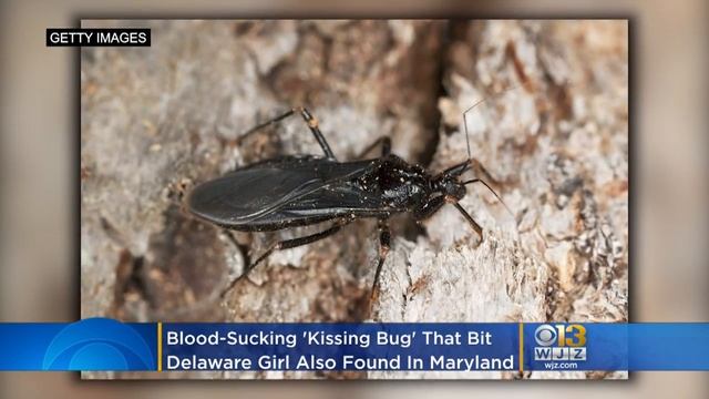 Blood-Sucking 'Kissing Bug' Bites Delaware Girl; CDC Says They Are In Maryland Too смотреть онлайн