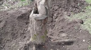 Как удалить пень с участка. Как мы корчевали старую яблоню