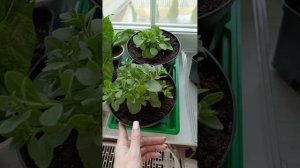 Рассада петхоа быстро и просто!