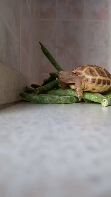 черепашонок и стручковая фасоль #shorts смотреть онлайн