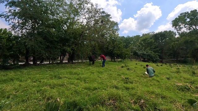 Así se divierten estos jóvenes en el rancho |MONTANDO BECERROS| смотреть онлайн