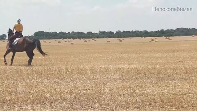 17.07.19.\ ТРЯСЕМ СТАРИНОЙ - ВЫЕХАЛИ В ПОЛЕ смотреть онлайн