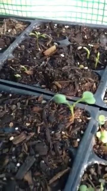 Lorapetalum Seedling Update